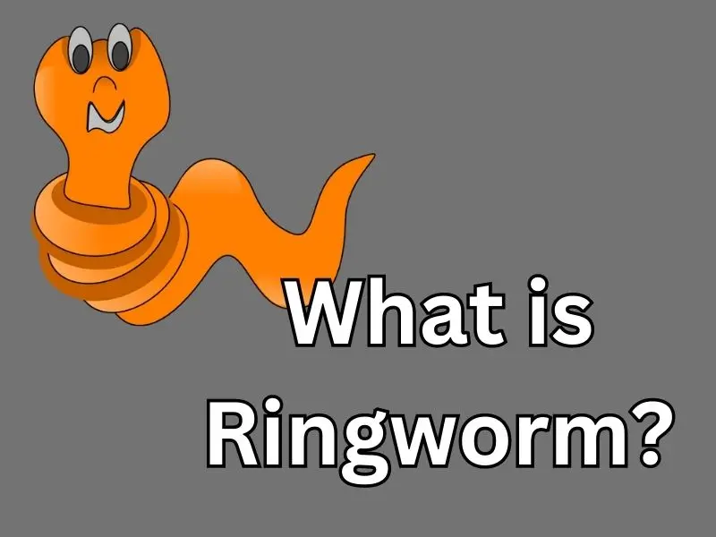 What is Ringworm